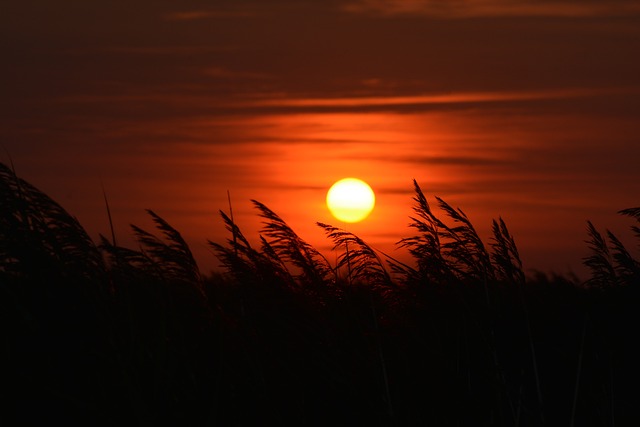 夕日　ロマンス　草が揺れる